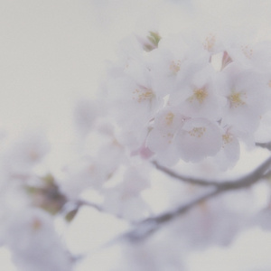 亚洲妓女毛茸茸的撤尿
